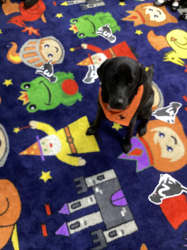 Photo showing Willow the Dog sitting on a play mat in a classroom in the academy building.