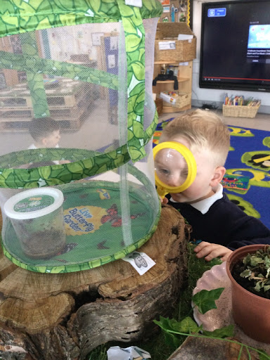 A young boy from Nursery is pictured looking at some insects inside an enclosure in his classroom, using a magnifying glass.
